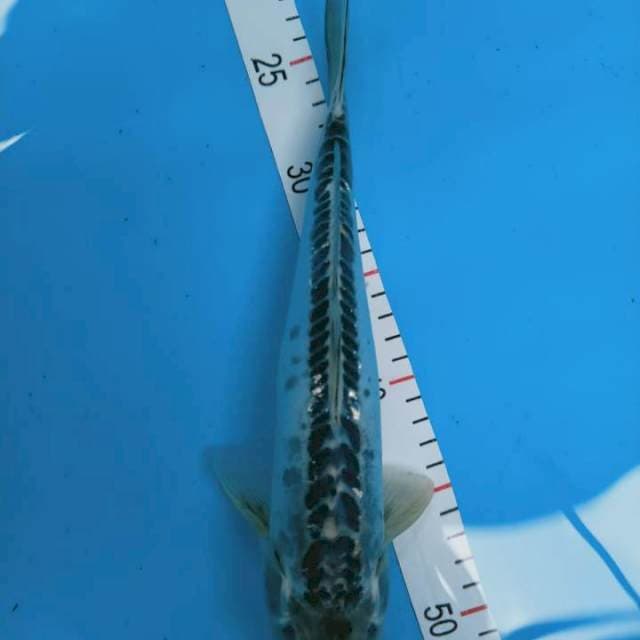 Susui 30 cm