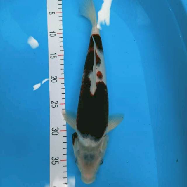 Goromo 37 cm