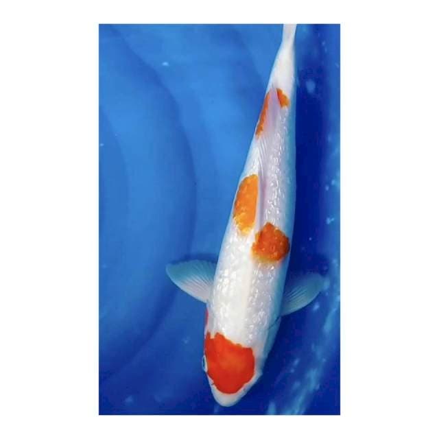 Kohaku ginrin 40cm