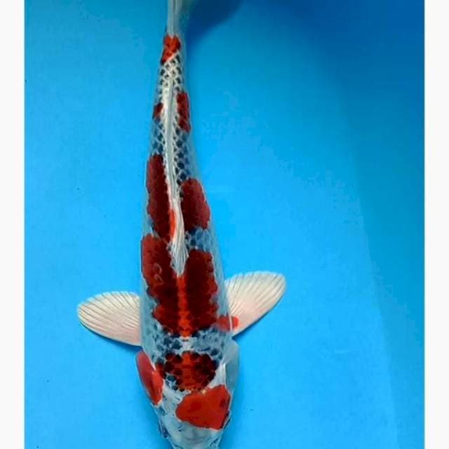 Red kujaku