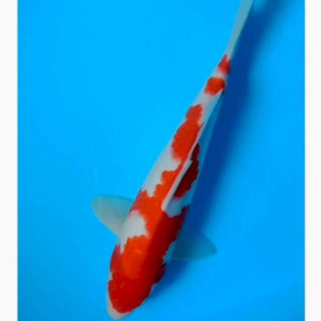 Kohaku