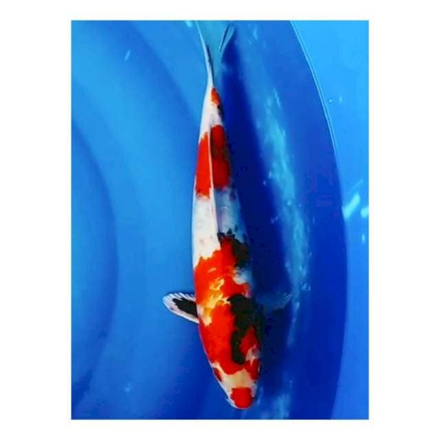 Beni showa hikari 30cm