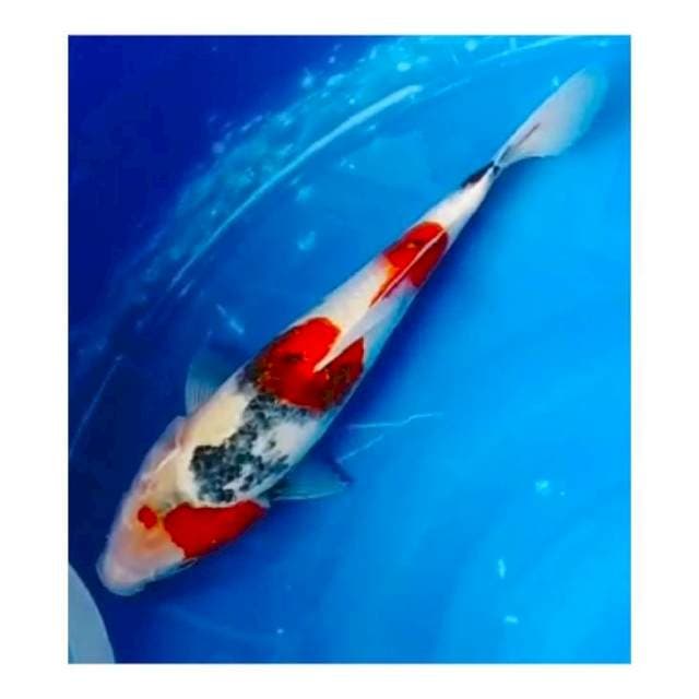 Kindai showa 31cm