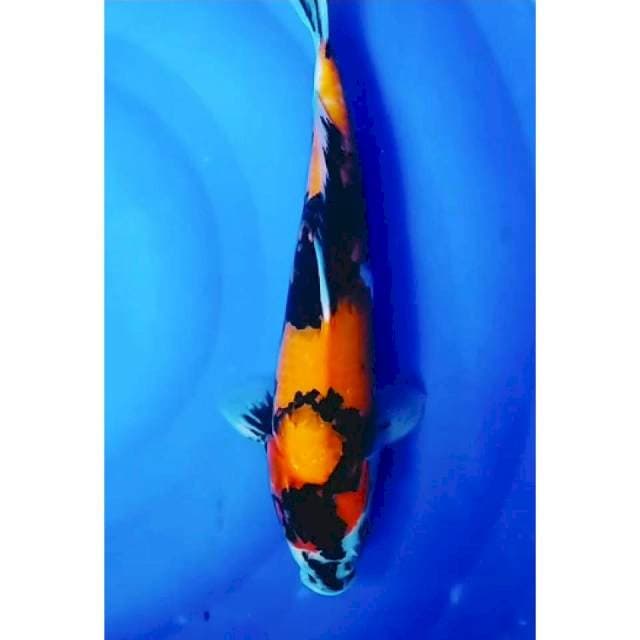 Showa metir 33cm