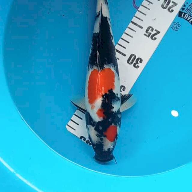 Showa 33cm