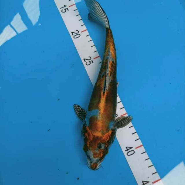 Kiko 26 cm