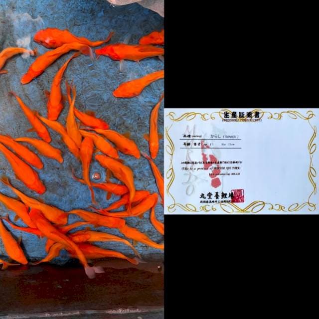 35 RED KARASHI IMPORT MARUDO