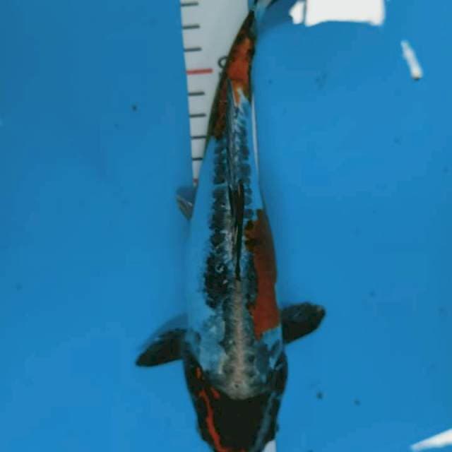 Kiko 26 cm