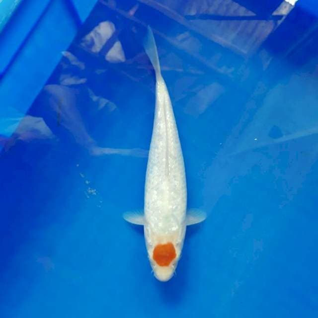 Diamond ginrin T kohaku 25cm