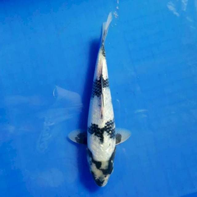 Diamond ginrin shiro 23cm