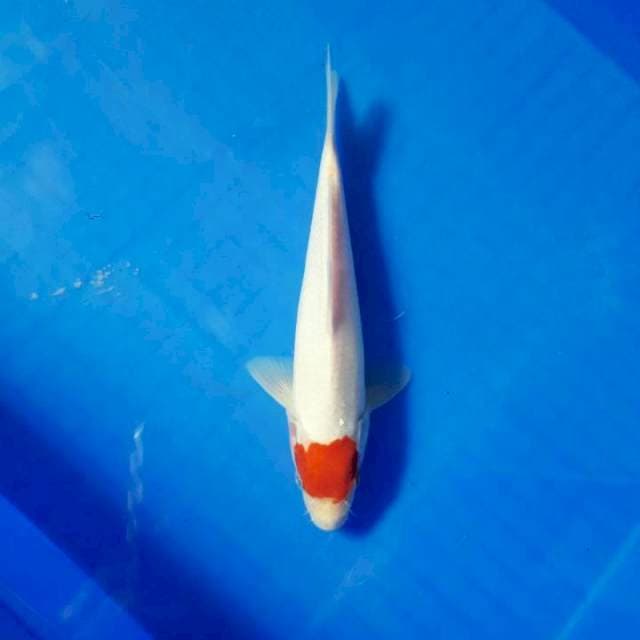 Tancho kohaku 22cm