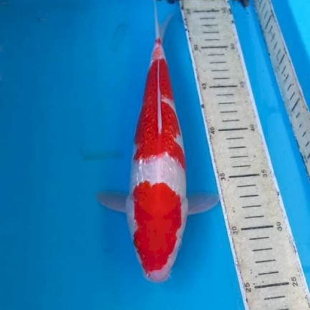 Ginrin Kohaku 29cm Male