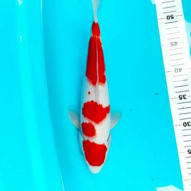 33 CM KOHAKU STRONG