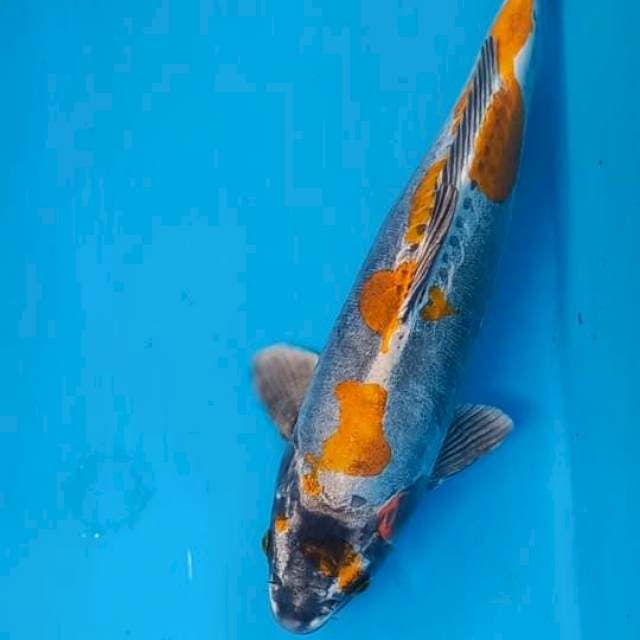 Kikokuryu 43cm