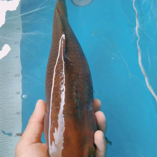 Jumbo Cagoi F1 marudo 45cm