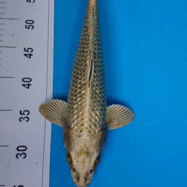 GINRIN MUKASHI 34 cm
