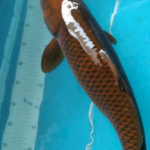 Jumbo Cagoi F1 marudo size 52cm