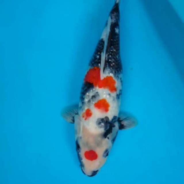Kindai showa 32 cm
