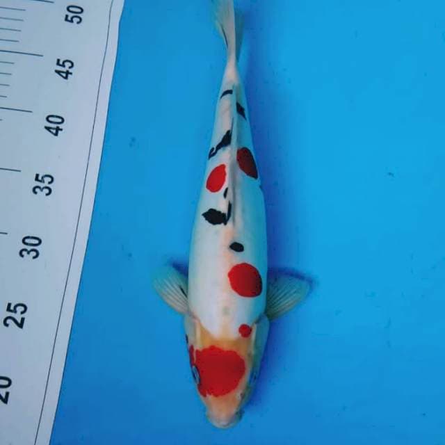 Doitsu Sanke 32 cm