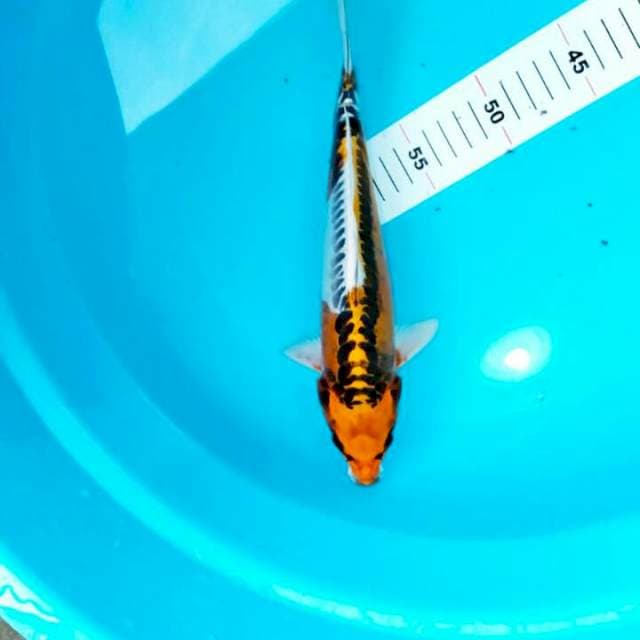 30 CM KIKOKURYU