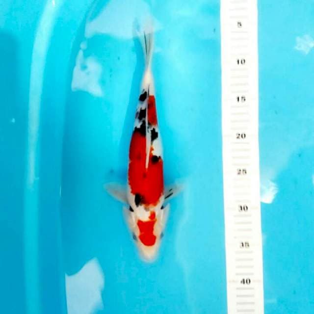 30 CM SANKE