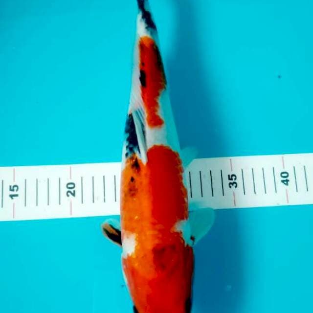 36 CM SANKE