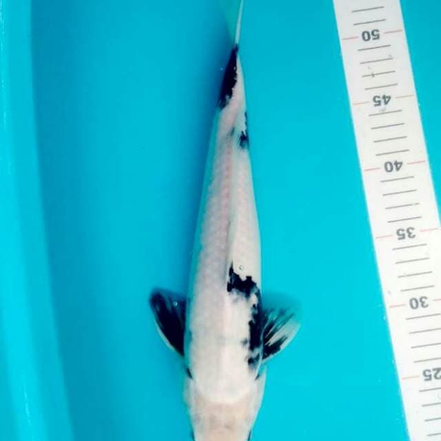 35 CM SHIRO TATEGOI JANTAN
