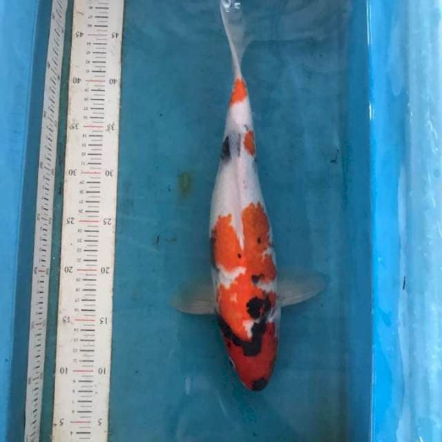 Showa, Male 37cm