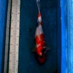 Showa, Male 37cm