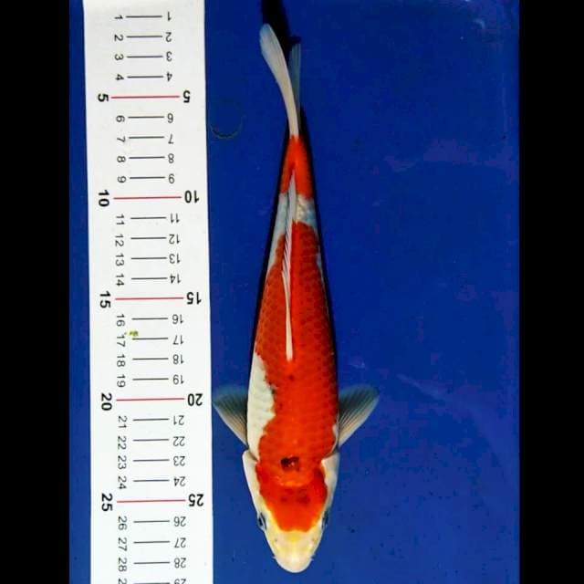 Goshiki 25cm