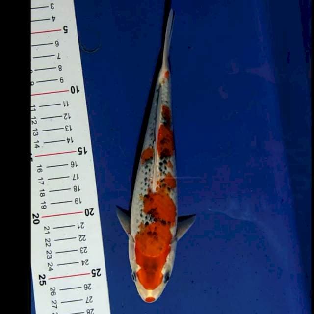 Goshiki 25 cm