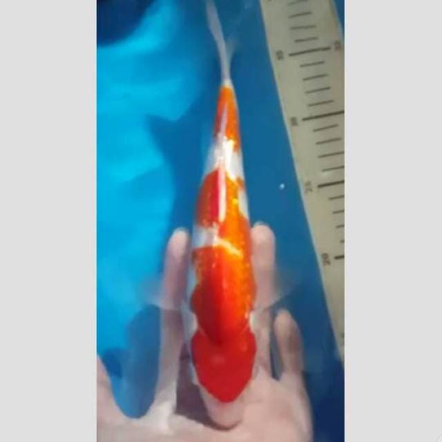 kohaku f1 berpunuk full ginrin 30cm