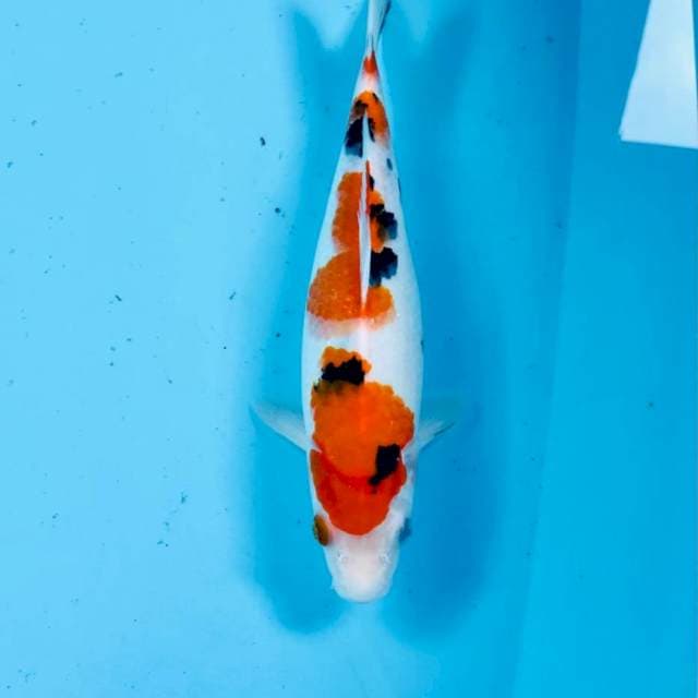 Sanke, 29 cm