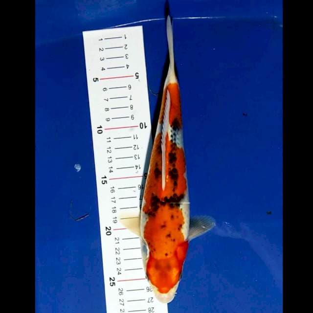 Goshiki 27cm
