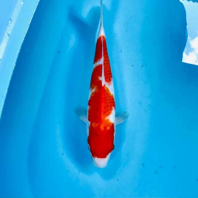 Kohaku, 32 cm