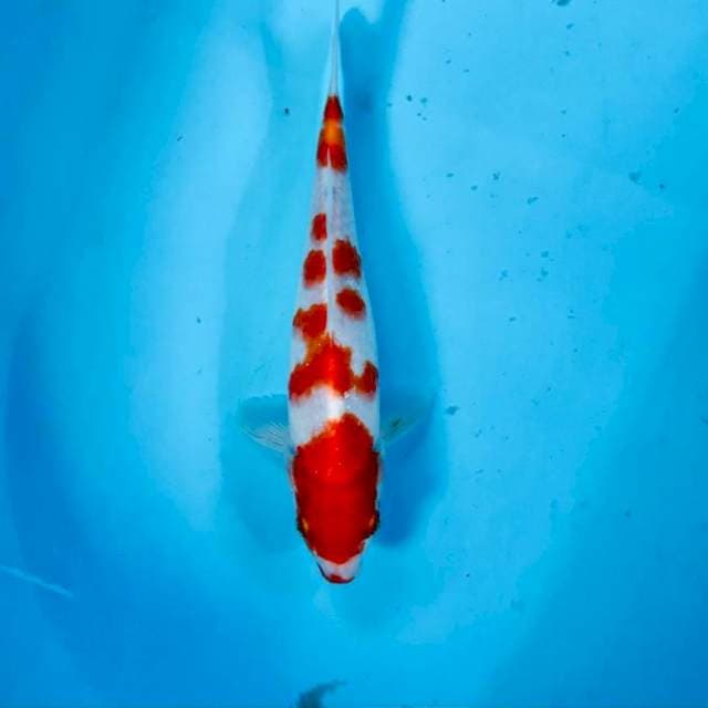 Kohaku, 23 cm