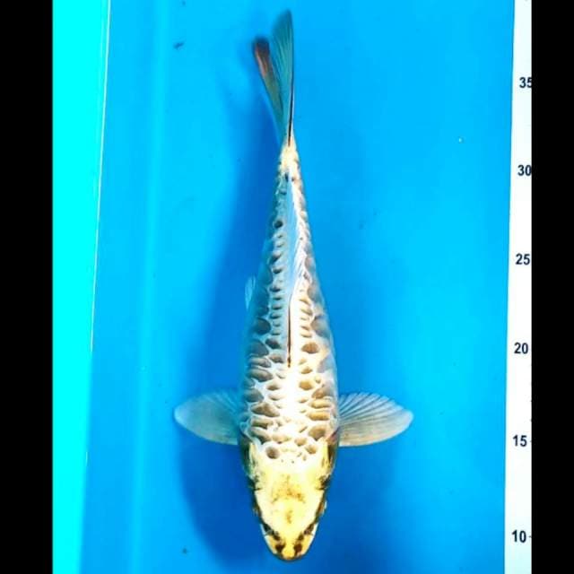 Short body 28cm