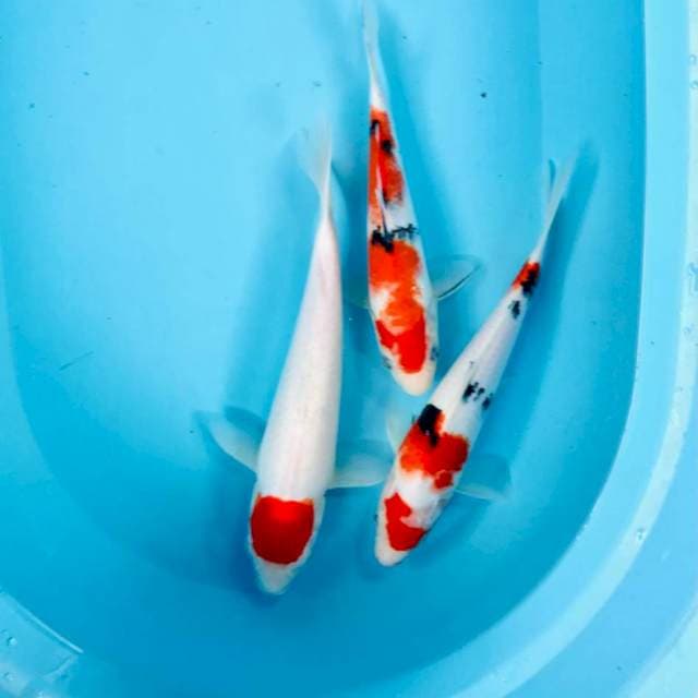 Mix koi, 27-30 cm