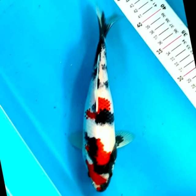 Showa jantan 26cm