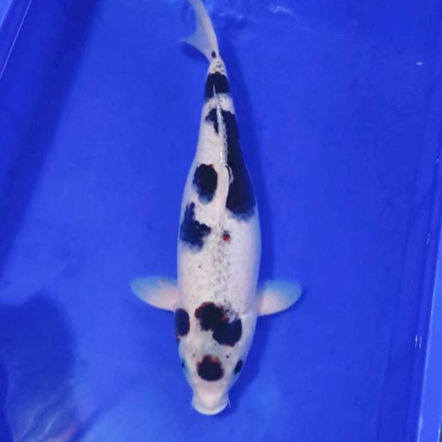 40an cm budho goromo female