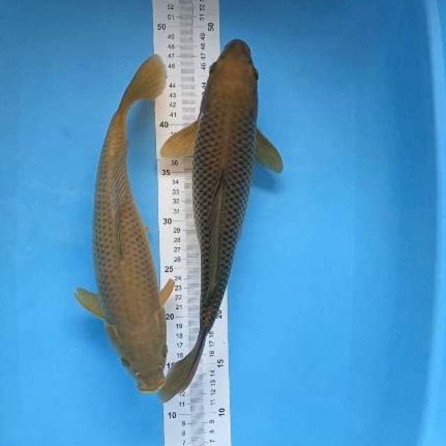 chagoi 2 ekor 34-36cm