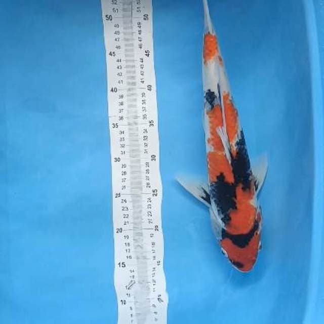 showa jantan 44cm