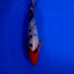 Sanke 26 cm