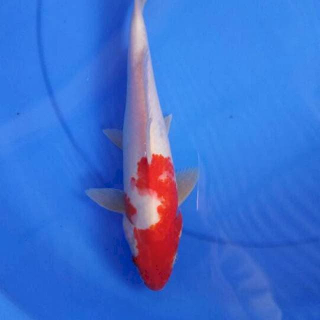 Kohaku 29 cm