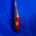 Kohaku 29 cm