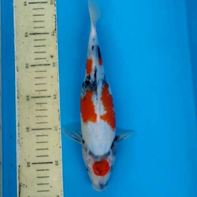 28cm tancho marothe showa ori