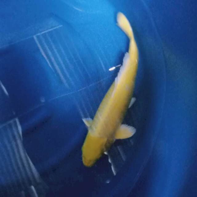 Yamabuki ogon