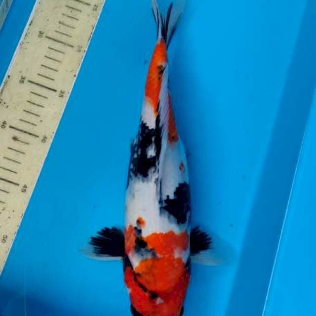 37cm showa merah strong hitam pekat
