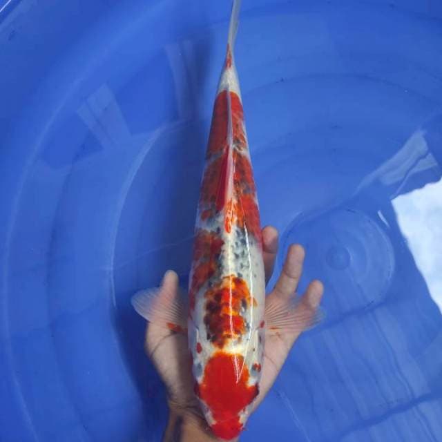 Maruten Goshiki Ori