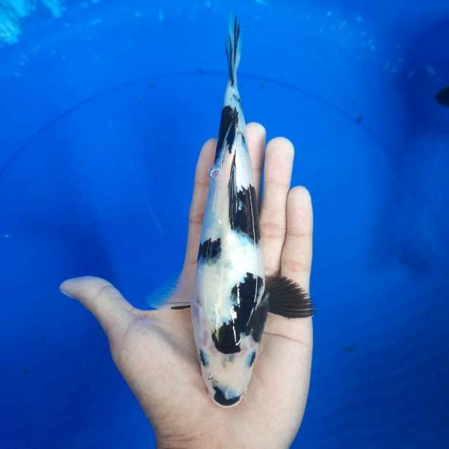 Shiro 22cm